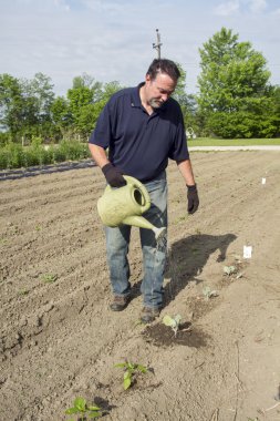 Bazı lahana bitkilerin sulama çiftçi