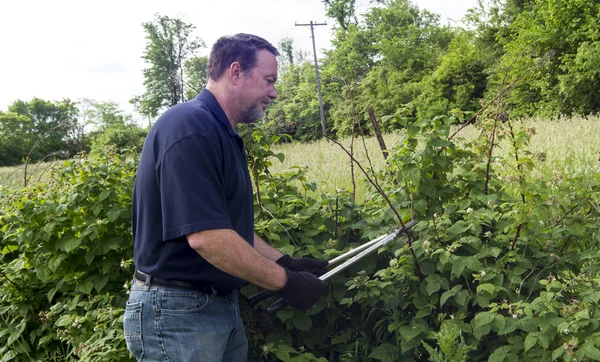 Organic Farmer Pruning Raspberry Plants — Stock Photo, Image