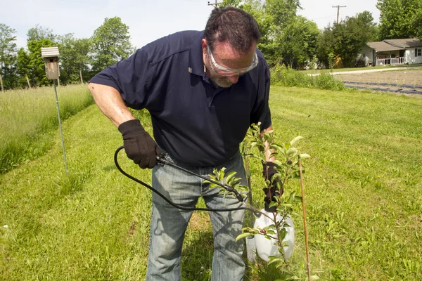 Agricultor Pulverizando uma árvore de maçã — Fotografia de Stock