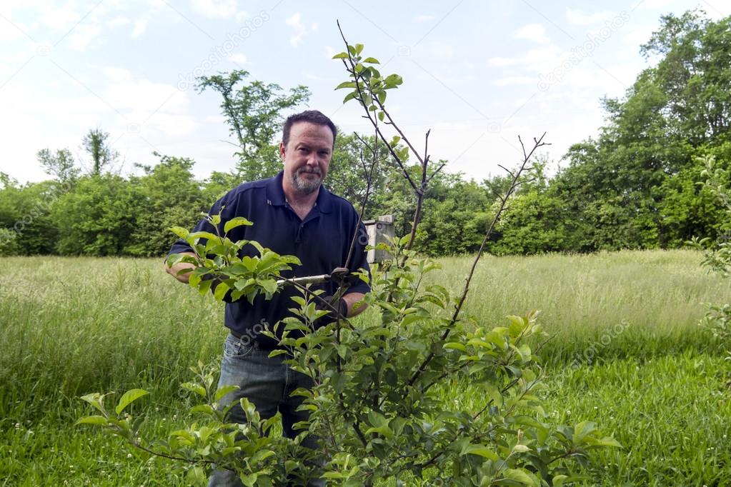 Pruning A Apple Tree