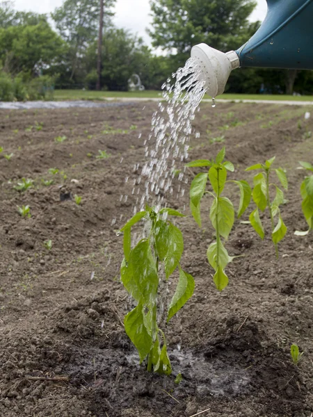 Riego de una planta de pimienta en un día caluroso —  Fotos de Stock