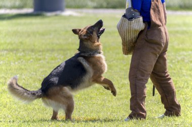 Alman kurdu K-9 polis eğitim