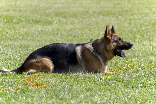 K-9 politiehond in opleiding — Stockfoto