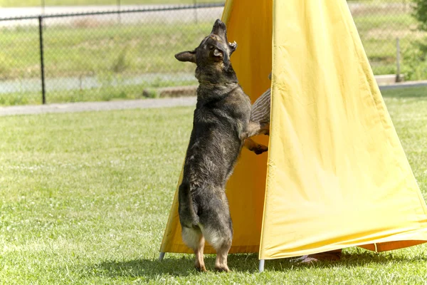 Dog In Police K-9 Training — Stock Photo, Image