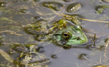 Boğa kurbağa avcılık böcekler