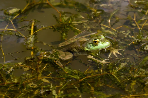 Bullenfrosch genießt den sonnigen Tag — Stockfoto