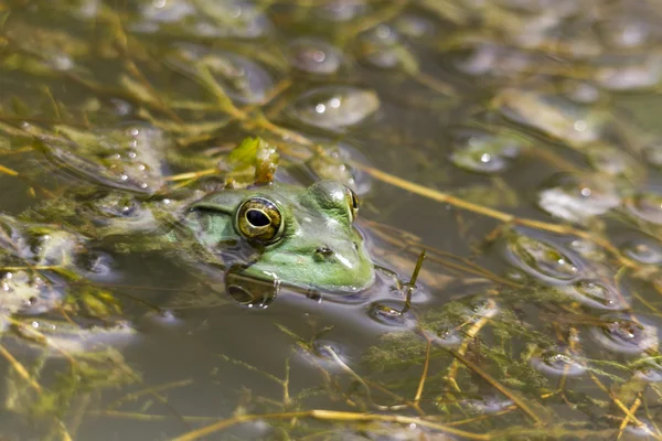 Bullenfrosch im Tarnmodus — Stockfoto