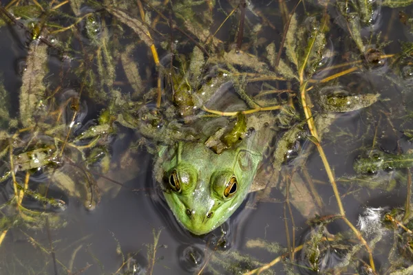 Widok z góry z żaba Byk — Zdjęcie stockowe
