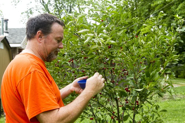Organic Farmer Picking Cherries — Stock Photo, Image