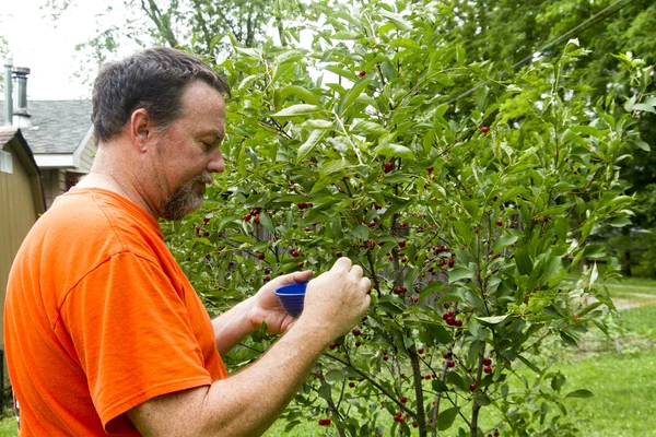 Cueillette biologique des cerises par les agriculteurs — Photo