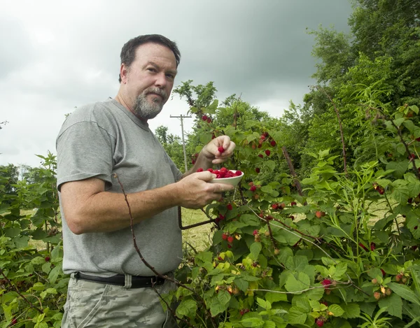 Organic Farmer Picking Raspberries With A Incoming Storm Rolling In — Stock Photo, Image