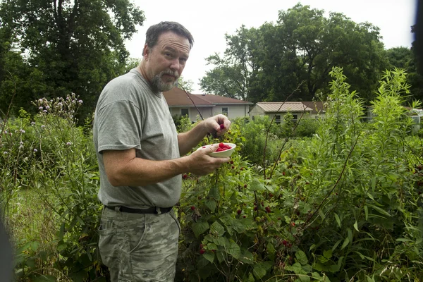 Organic Farmer Picking Raspberries — Stock Photo, Image