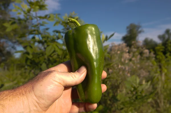 Agricultor orgánico con enorme pimiento verde — Foto de Stock