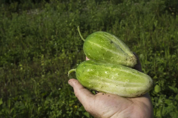 Pepinos en vinagre recién recogidos — Foto de Stock