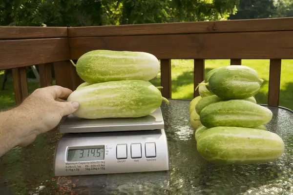 Producto de pesaje del agricultor en una balanza — Foto de Stock