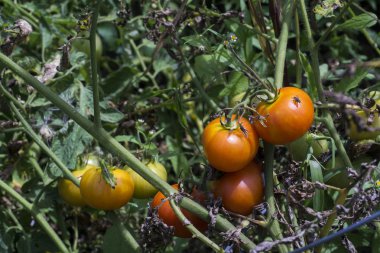 Asma üzerinde organik kırmızı domates