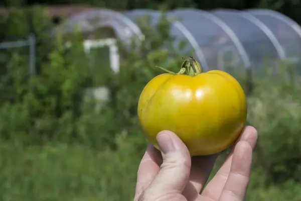 Tomate heredero amarillo en mano de granjeros — Foto de Stock
