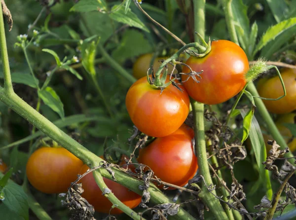 Czerwone pomidory organicznych na winorośli — Zdjęcie stockowe