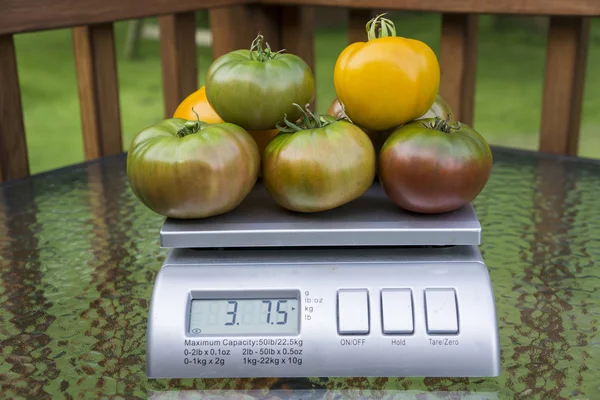 Pomidory na skali produkcji — Zdjęcie stockowe