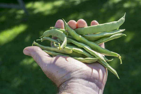 Organické zelené fazolky v rukou zemědělců — Stock fotografie