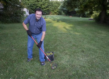 Alarak düşmüş ceviz