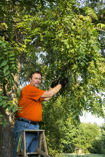 Trimming Away Branches From A Telephone Line — Stock Photo, Image