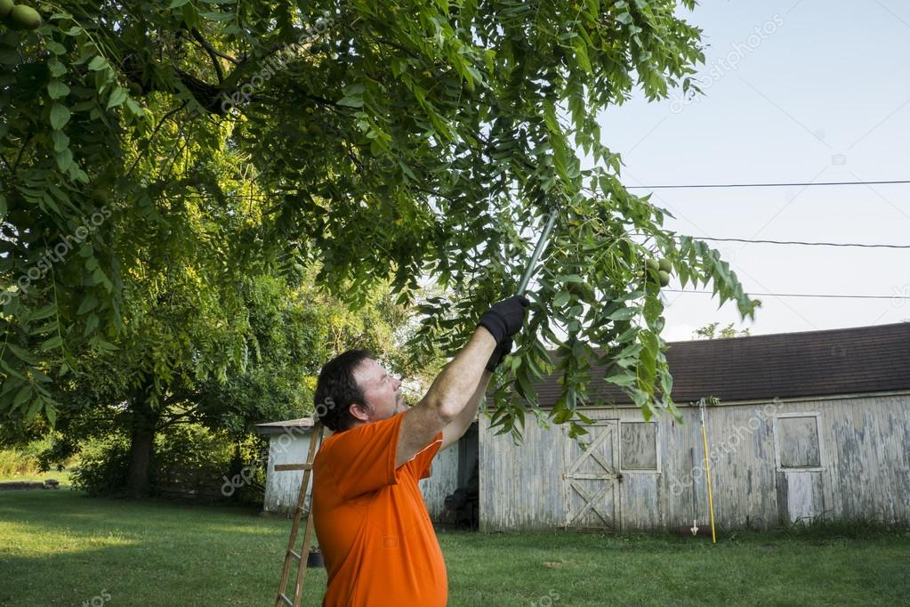 Pruning Low Lying Limbs From A Tree