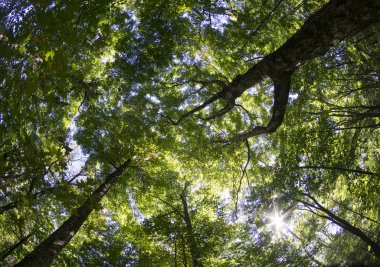 Geç yaz ağaç gölgelik balık gözü Lens ile çekim
