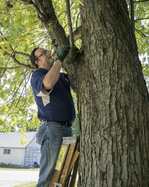Poda de um ramo de árvore de suspensão baixa — Fotografia de Stock