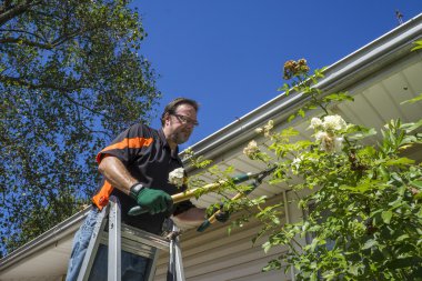 Geri kırparak bir gül Bush