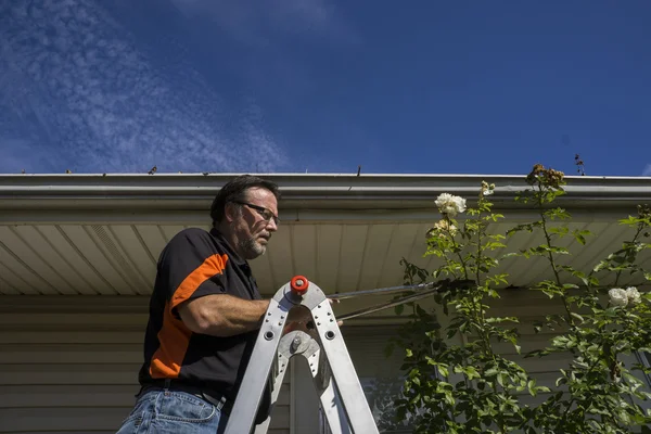 Trimming A Rose Bush — Stock Photo, Image