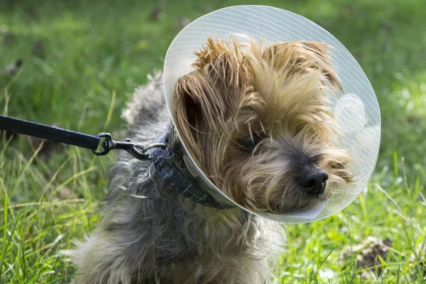 Yorkshire Terrier indossa un cono medico — Foto Stock
