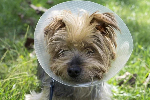 Yorkshire Terrier indossa un cono dopo un'operazione . — Foto Stock