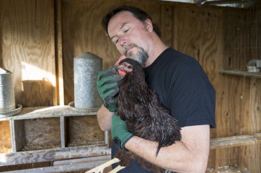 Farmer Worming A Free Range Chicken clipart