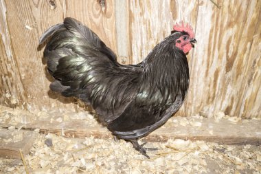 Bir tavuk kümesi içinde ufak tefek siyah Langshan