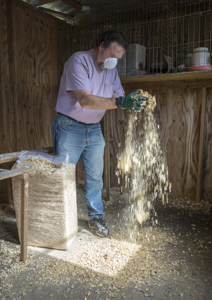 Chicken Farmer Putting New Shavings Down