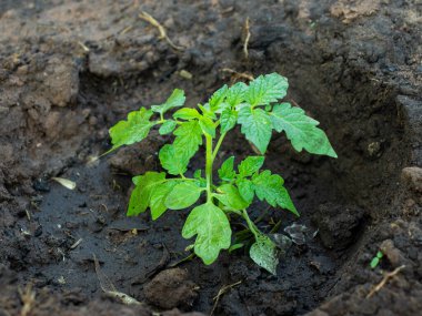 Tatilde bahçede sebze yetiştirmek iyi bir iştir. Sebze yetiştirme, ağaç dikme..