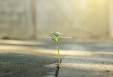 Öğleden sonra çimentoda küçük ağaçlar Ve ağaçların üzerinde parlayan güneş ışığı