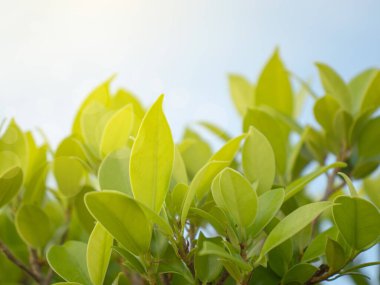 Gökyüzünden parlayan güneşli yeşil çalı.