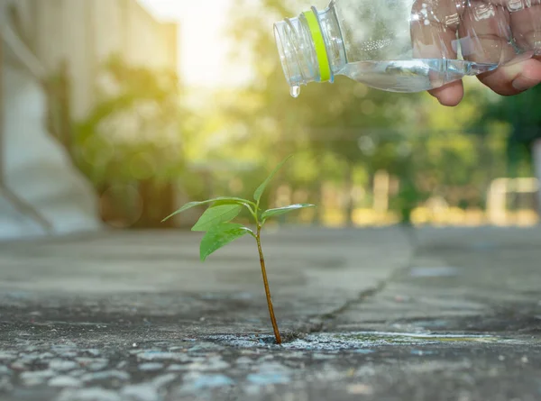 Betonun üzerindeki genç bitkilere sulama ve büyüme gibi davranılmalı. Evdeki güzel bir çevre için.