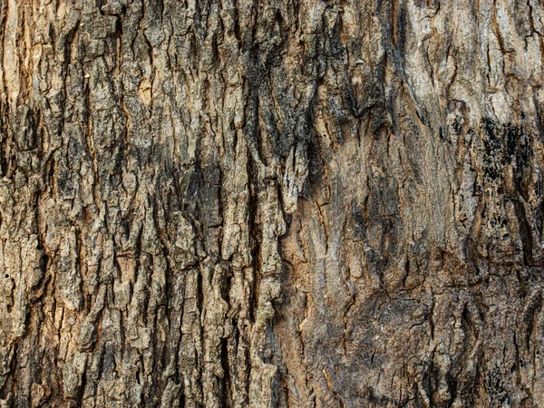Bark Tree Texture , Background texture of tree bark , Natural wooden texture background