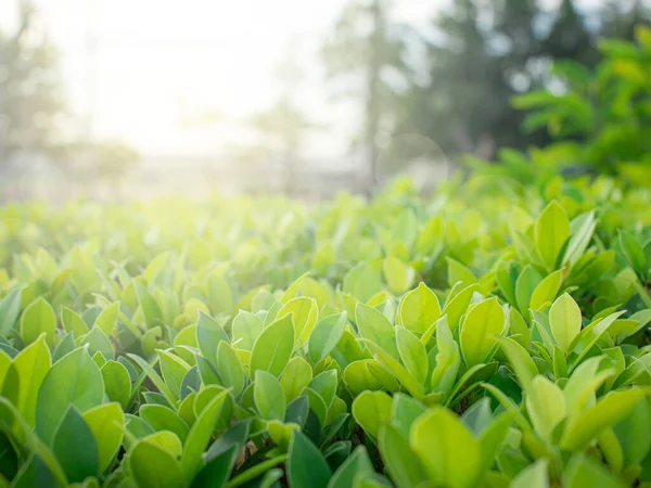 Sabah güneşiyle vurulan yeşil çalılar.