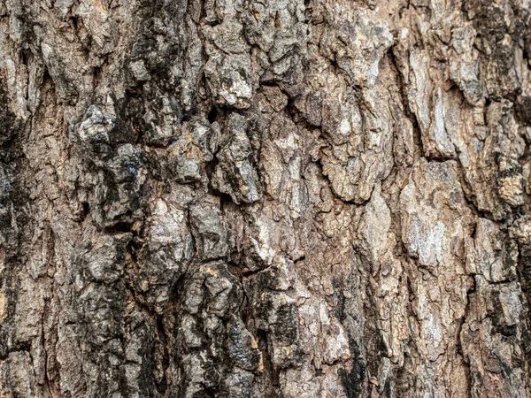 Ağaç kabuğu dokusu, ağaç kabuğunun arka plan dokusu, doğal ahşap doku arka plan