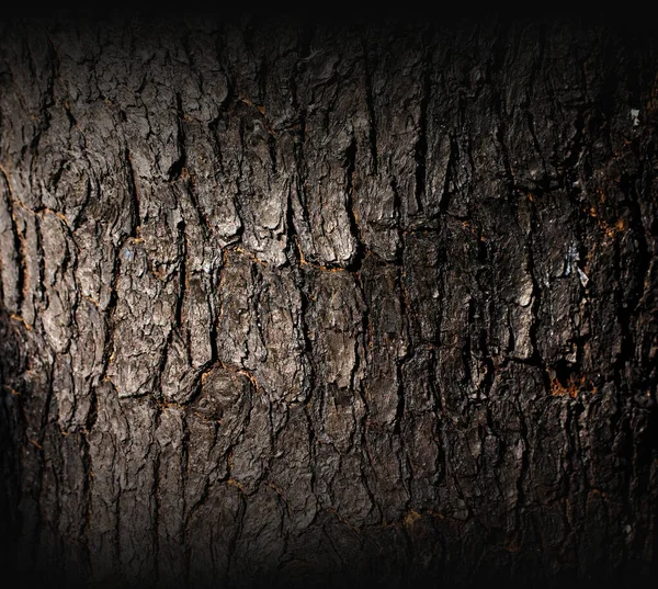 Bark Tree Texture , Background texture of tree bark , Natural wooden texture background