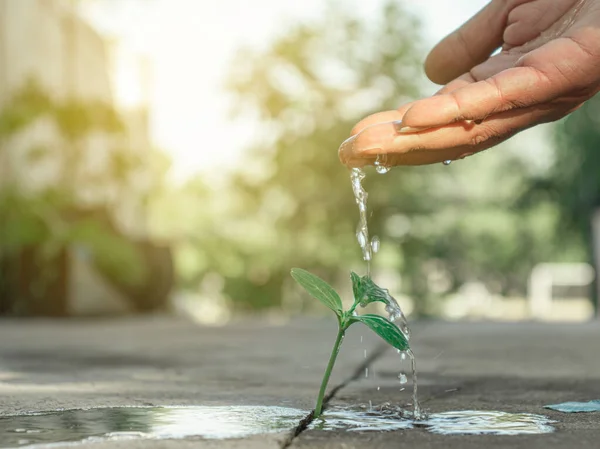 Beton zemindeki küçük ağaçlar nerede olursa olsun, icabına bakılmalı. Güzel bir çevre için