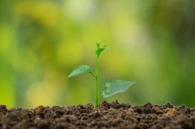 Toprak yığınında yeşil arka planda küçük bitkiler.