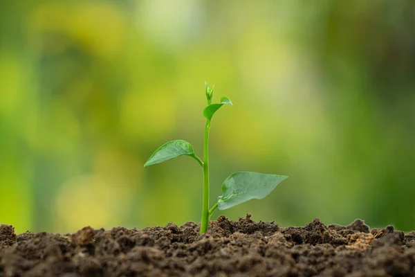 Toprak yığınında yeşil arka planda küçük bitkiler.