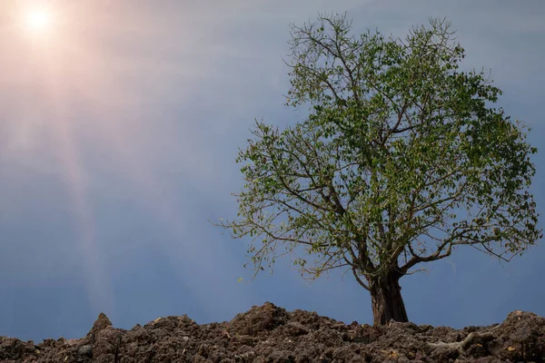 Mavi arka planda güneş ışığı olan büyük bir ağaç.