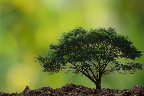 Yerde yeşil arka planı olan büyük bir ağaç..
