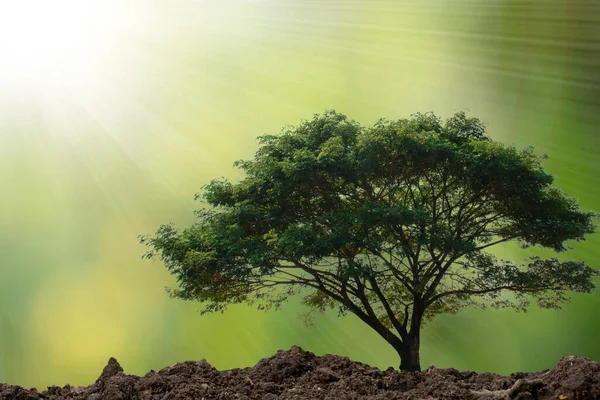 Yeşil arka planda güneş ışığı parlayan büyük bir ağaç..